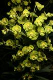 Euphorbia characias subsp. wulfenii RCP4-09 131.jpg
